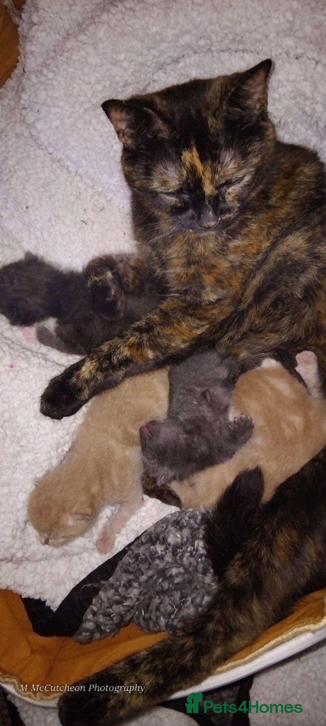 Mixed Breed cats for sale: Kittens for sale - Image 4