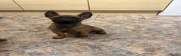 Belgian Shepherd Dog dogs for sale: Solid confident pups ready to go   in Abbots Langley - Advert 8