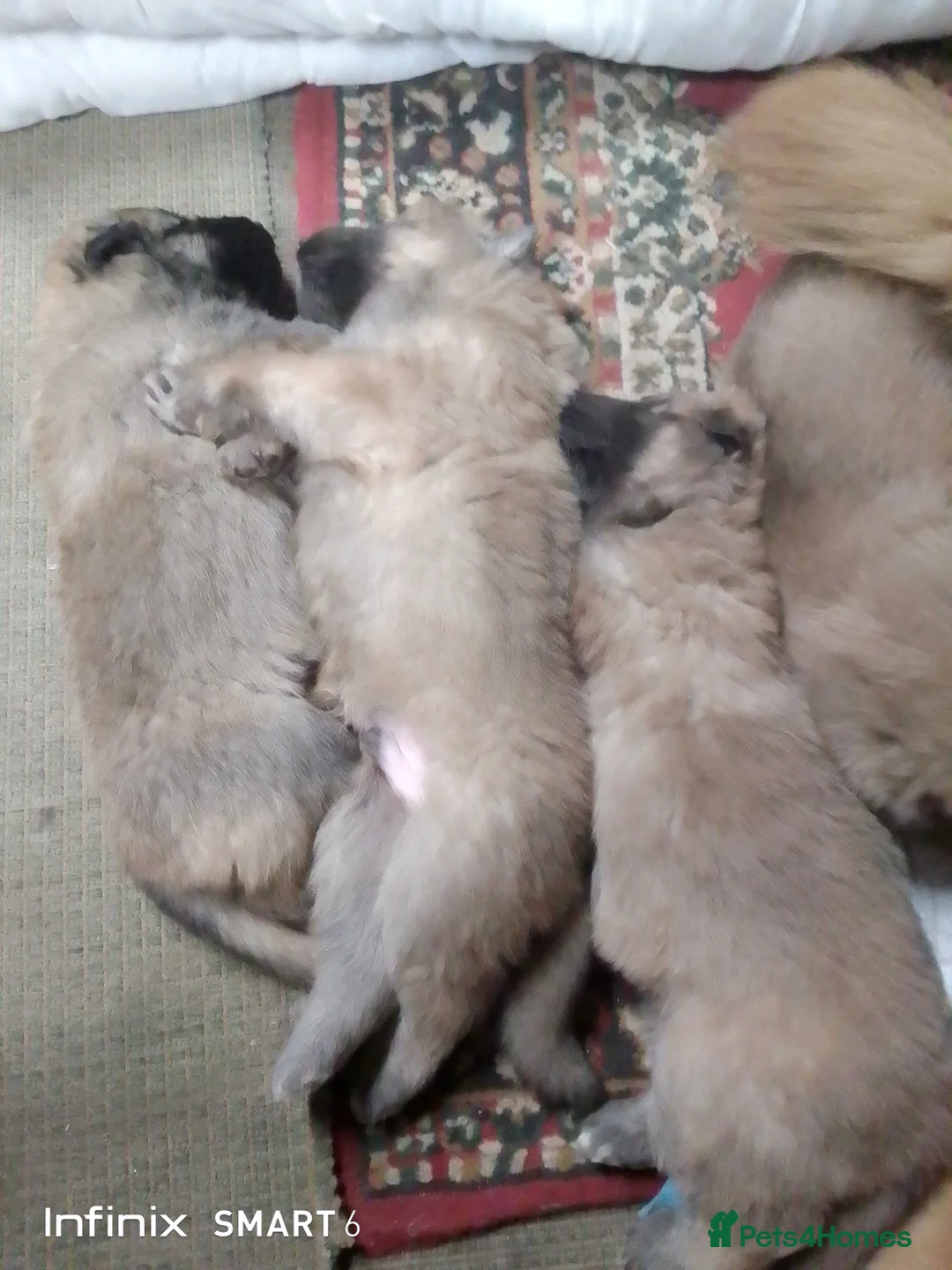 German Shepherd dogs for sale: Mercy's pups - Advert 9