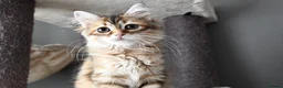 Siberian cats for sale: Siberian Kitens from Tunguska House Cattery - Advert 14