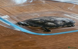 Turtle reptiles for sale: River cooter turtle - Image 3