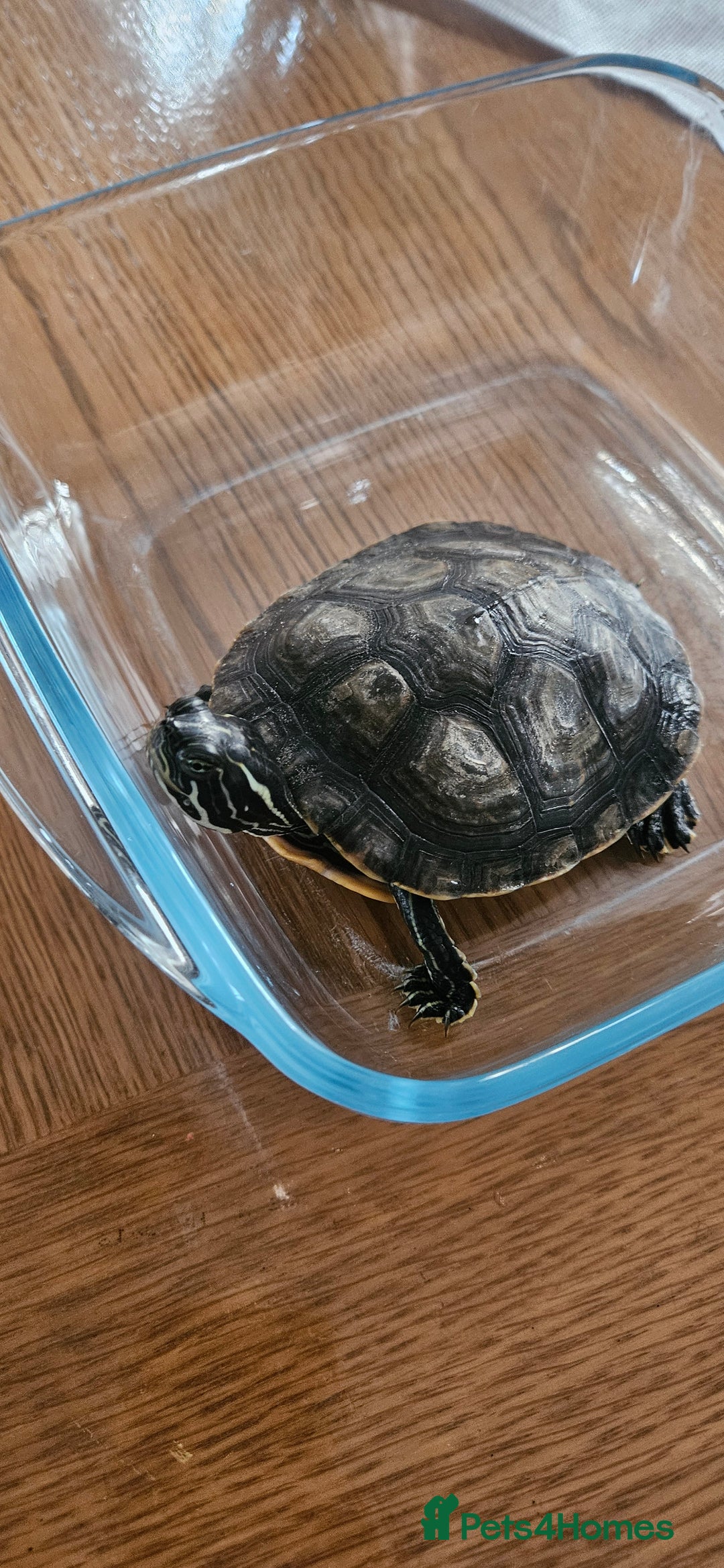 Turtle reptiles for sale: River cooter turtle - Image 3