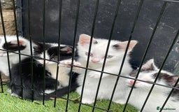 Mixed Breed cats for sale: Lovely kittens  - Image 9