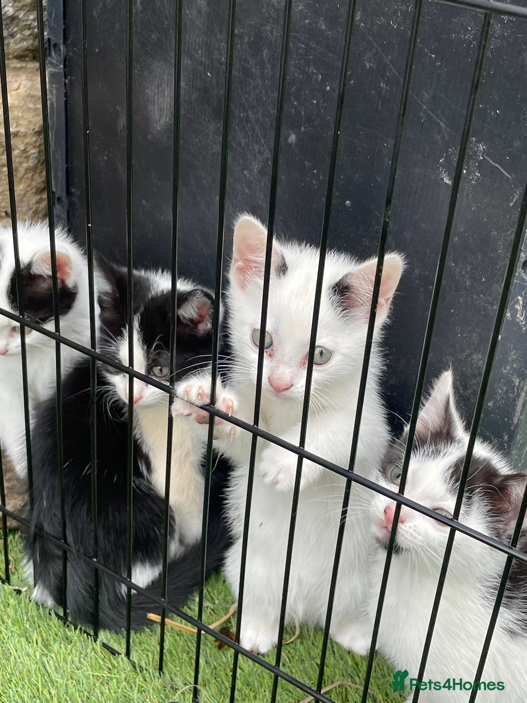 Mixed Breed cats for sale: Lovely kittens  - Image 9