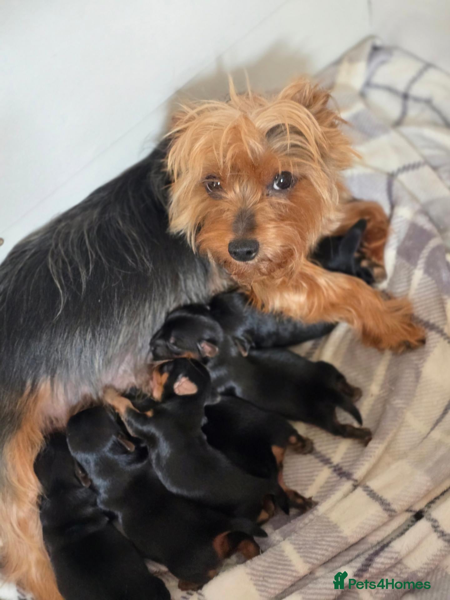 Yorkshire Terrier dogs 4 Yorkshire Terriers looking to be rehomed - Advert 1