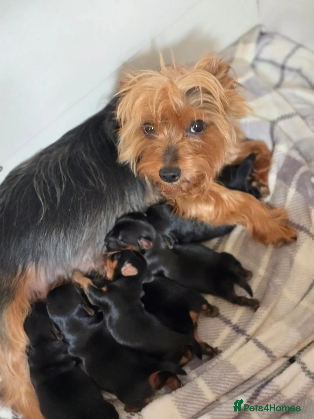 Yorkshire Terrier dogs for sale: 4 Yorkshire Terriers looking to be rehomed in Doncaster - Advert 1