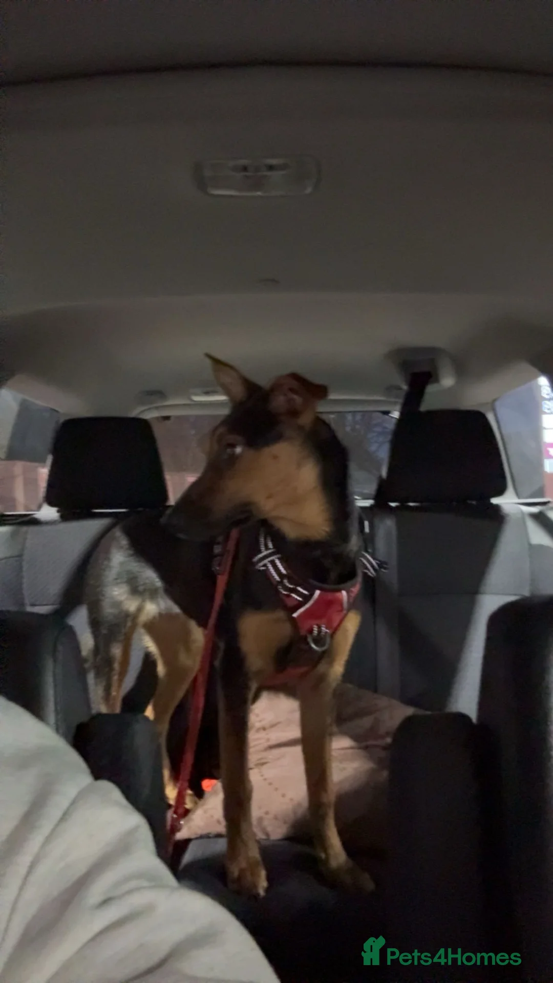 Mixed Breed dogs for sale: Huntaway x Kelpie - Advert 5