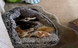 Oriental cats for sale: The Cutest Babies Hand Reared From 2 Weeks - Image 4