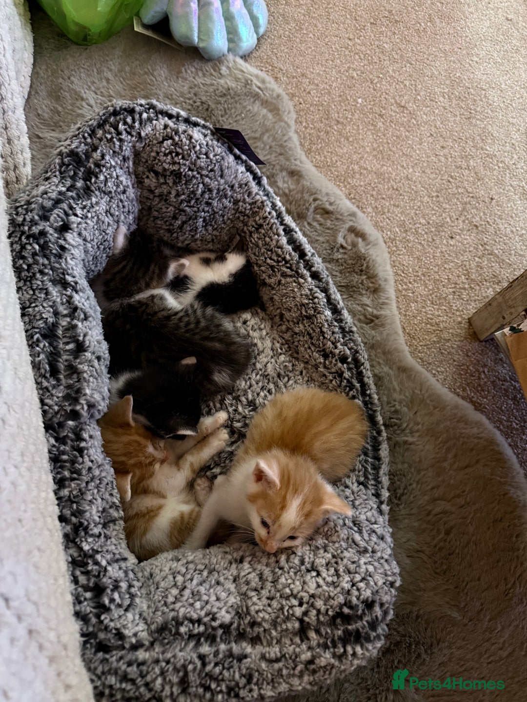 Oriental cats for sale: The Cutest Babies Hand Reared From 2 Weeks - Image 4