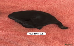 Border Collie dogs for sale: 10 border collies for sale  - Image 16