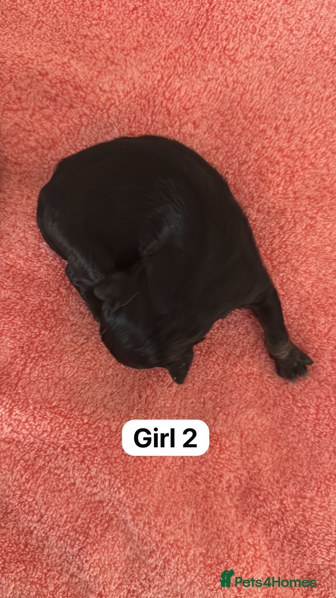 Border Collie dogs for sale: 10 border collies for sale  - Image 16
