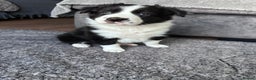 Border Collie dogs for sale: Border collies for sale - Advert 7