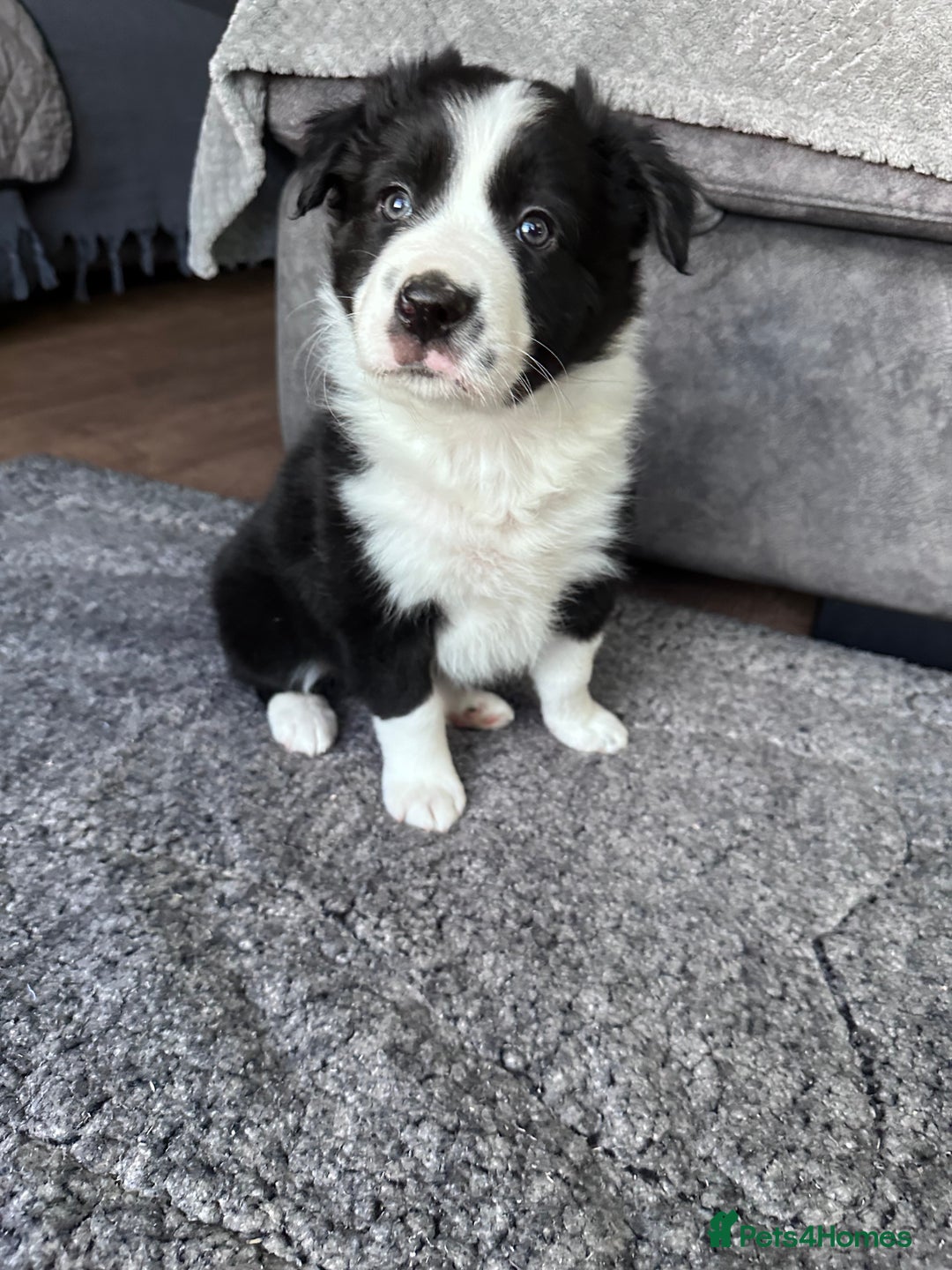 Border Collie dogs for sale: Border collies for sale - Advert 7