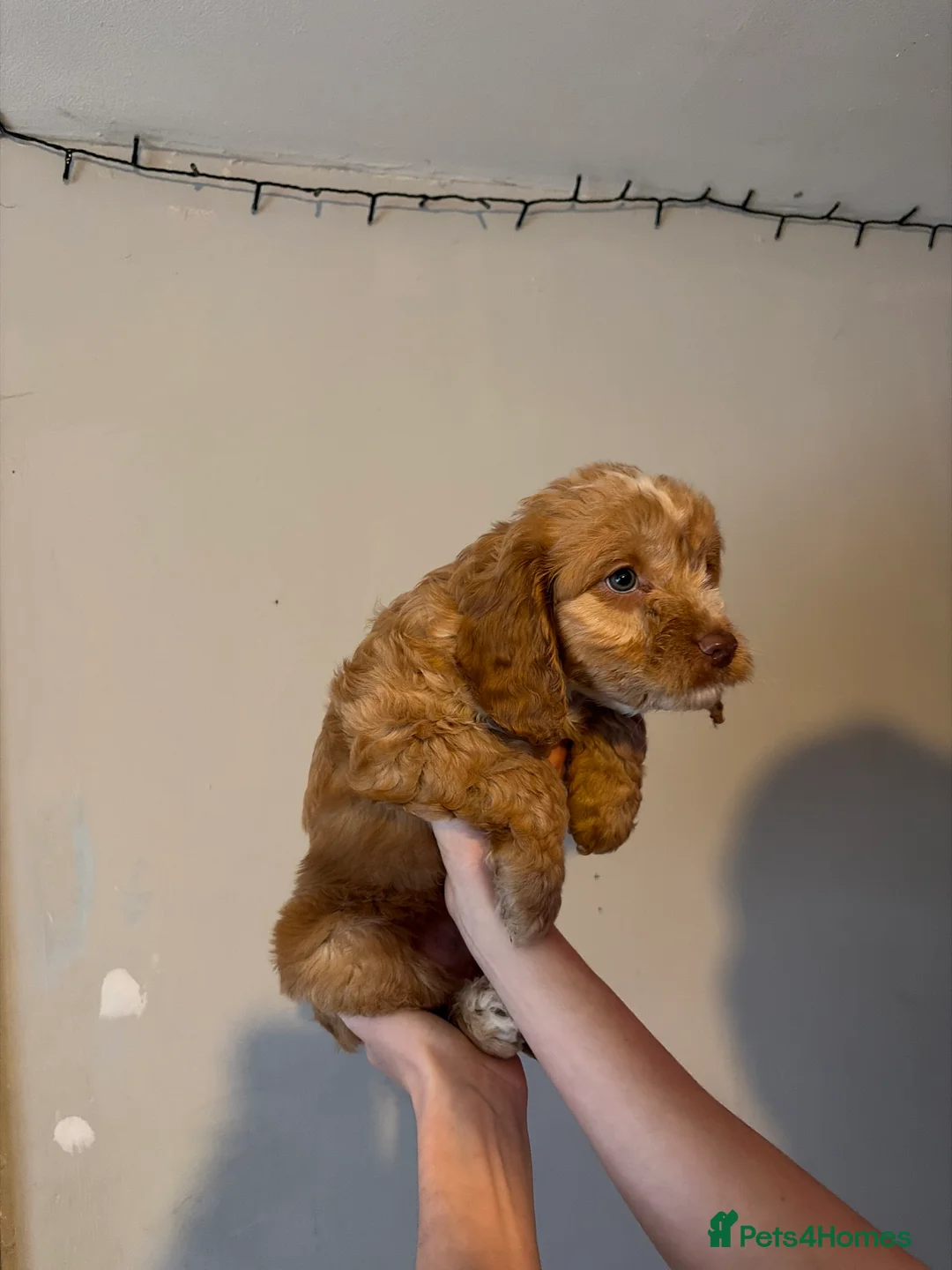 Cockapoo dogs for sale: Cockapoo pups  - Advert 12