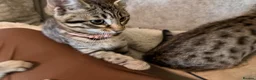 Savannah cats for sale: F4 savannah kittens ready to go - Advert 5