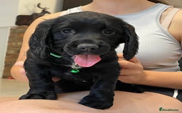 Sprocker dogs for sale: Beautiful Sprocker puppies HEALTH TESTED PARENTS - Image 13