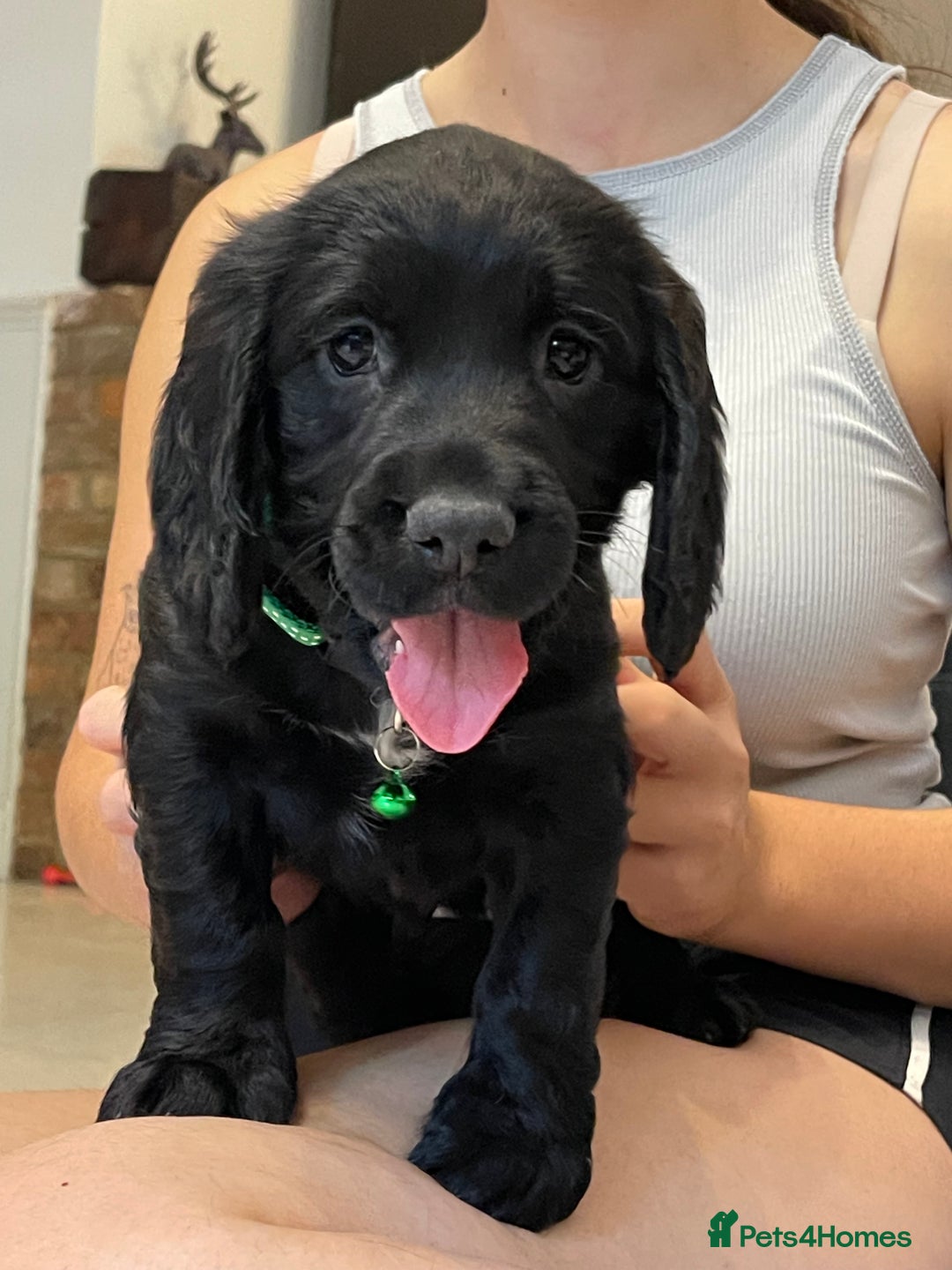 Sprocker dogs for sale: Beautiful Sprocker puppies HEALTH TESTED PARENTS - Image 13