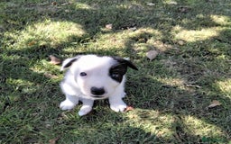 Border Collie dogs for sale: Adorable Border collie pups - Image 2