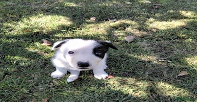 Border Collie dogs - Advert 4