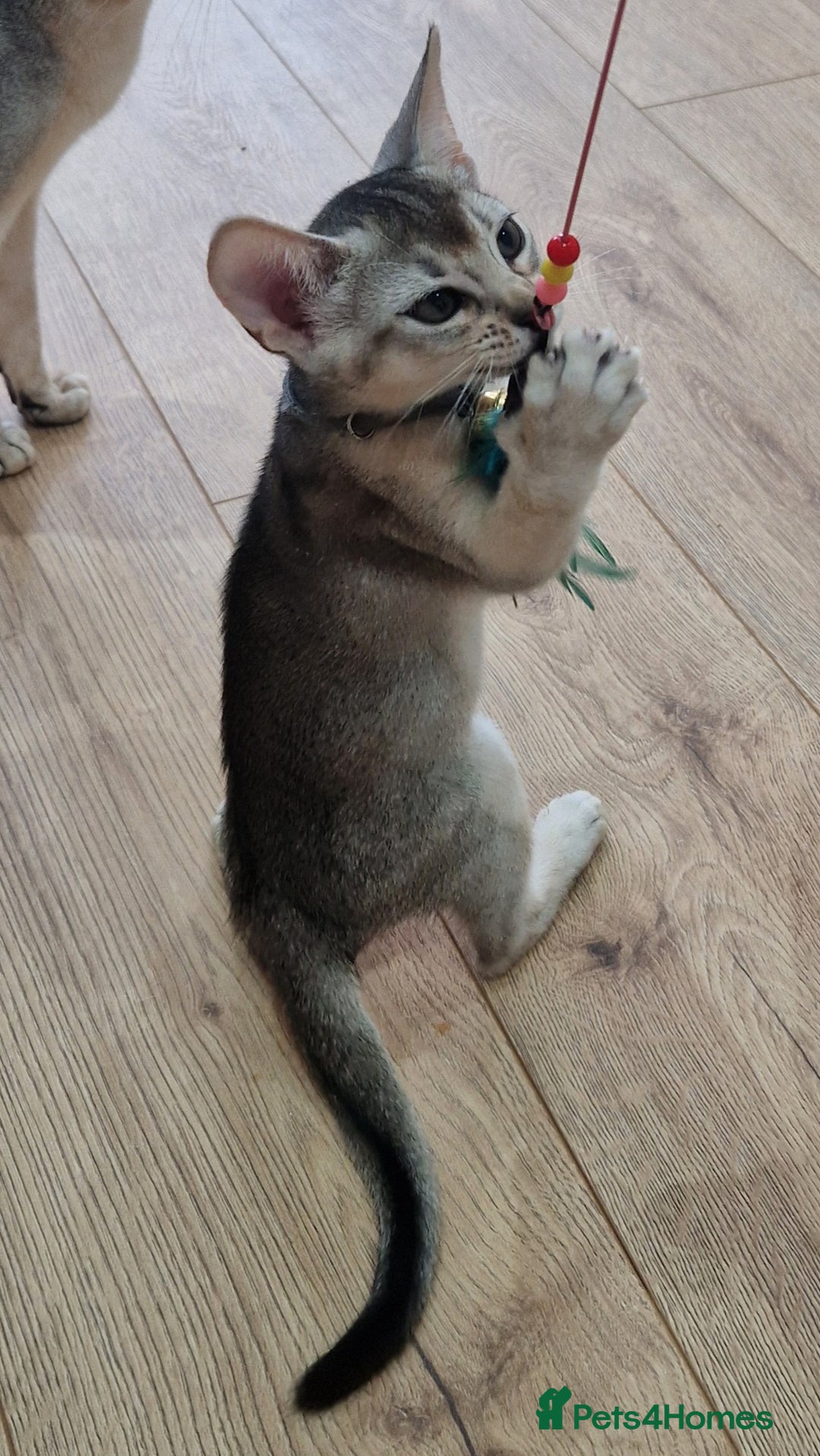 Abyssinian cats for sale: SILVER Abyssinian kittens - Image 15