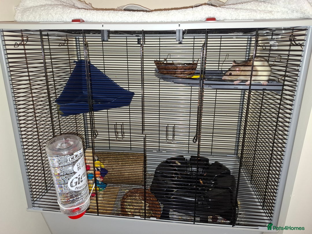 Rat rodents for sale: 2 Lovely Female Rats For Sale (Full Setup) - Advert 4
