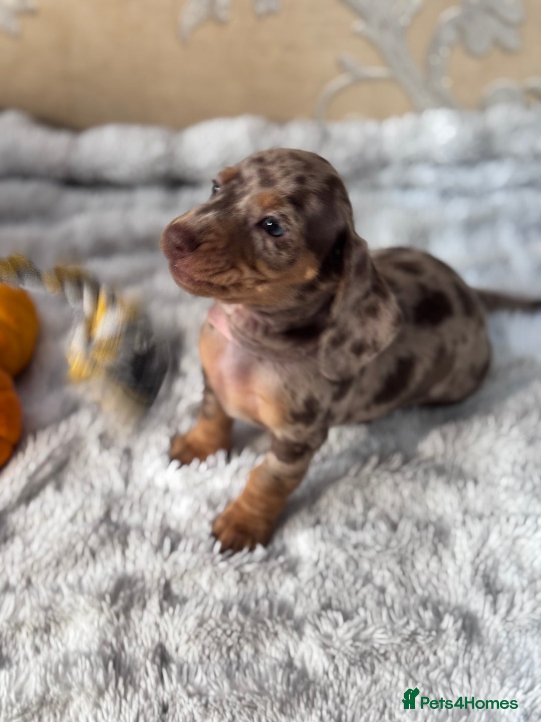 Dachshund dogs for sale: Dachshund Miniature  - Image 31