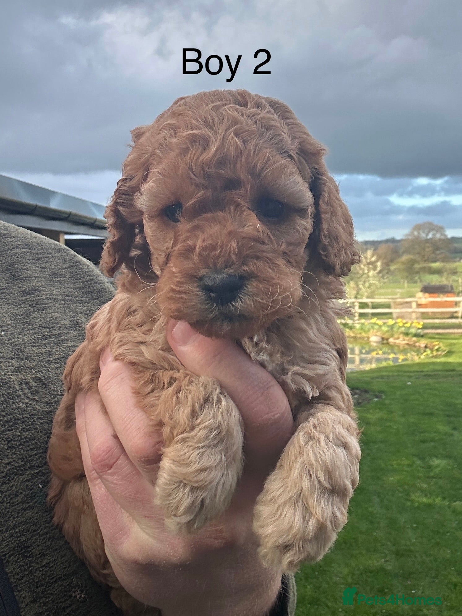 Cockapoo dogs Outstanding Cockapoo Puppies - Fully Health Tested - Advert 2