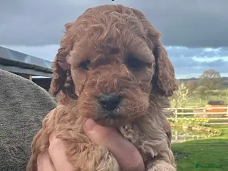 Cockapoo dogs for sale: Outstanding Cockapoo Puppies - Fully Health Tested - Advert 2