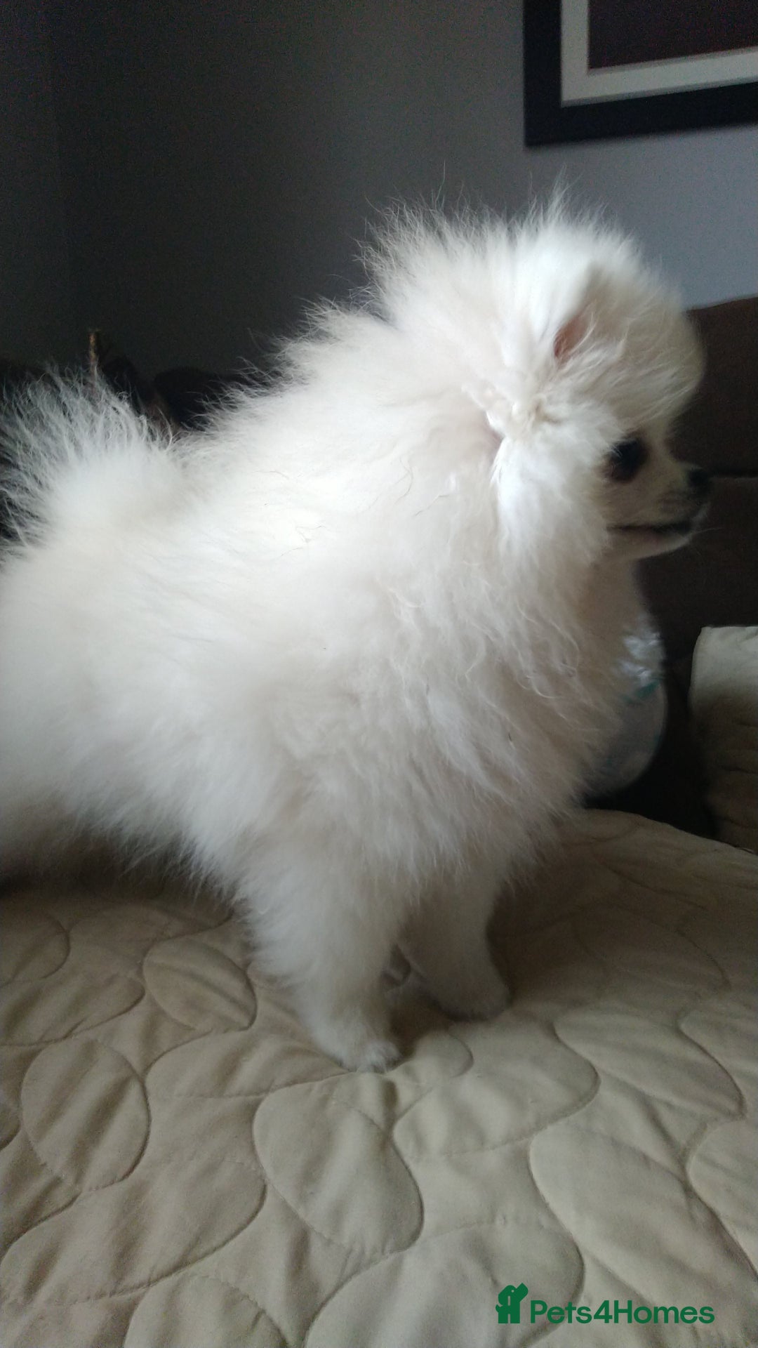 Pomeranian dogs for sale: Purebred Pomeranian Puppy male KC Reg - Image 8
