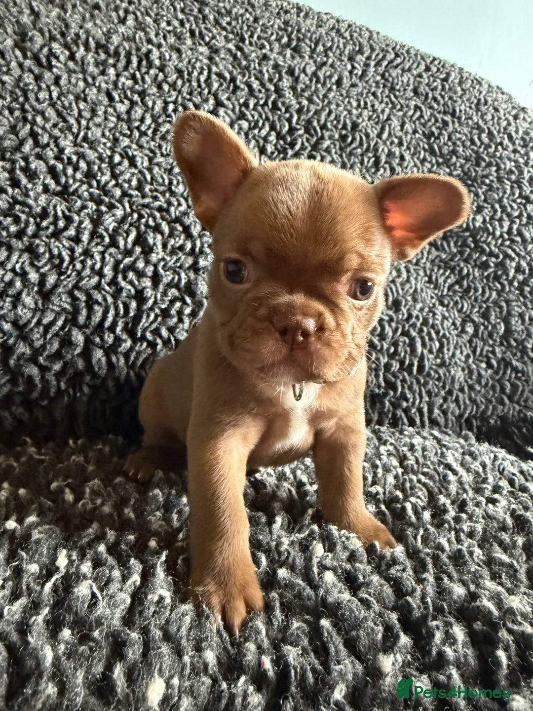 French Bulldog dogs for sale: French Bulldog Puppies. Rojo, New Shade, Isabella. - Advert 5