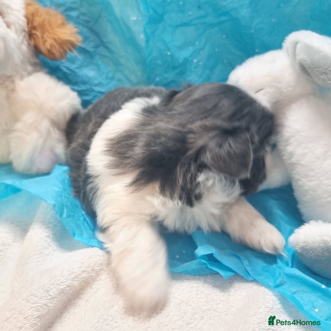 Shih Tzu dogs for sale: Kc reg stunning very tiny babies boys/girls - Image 17
