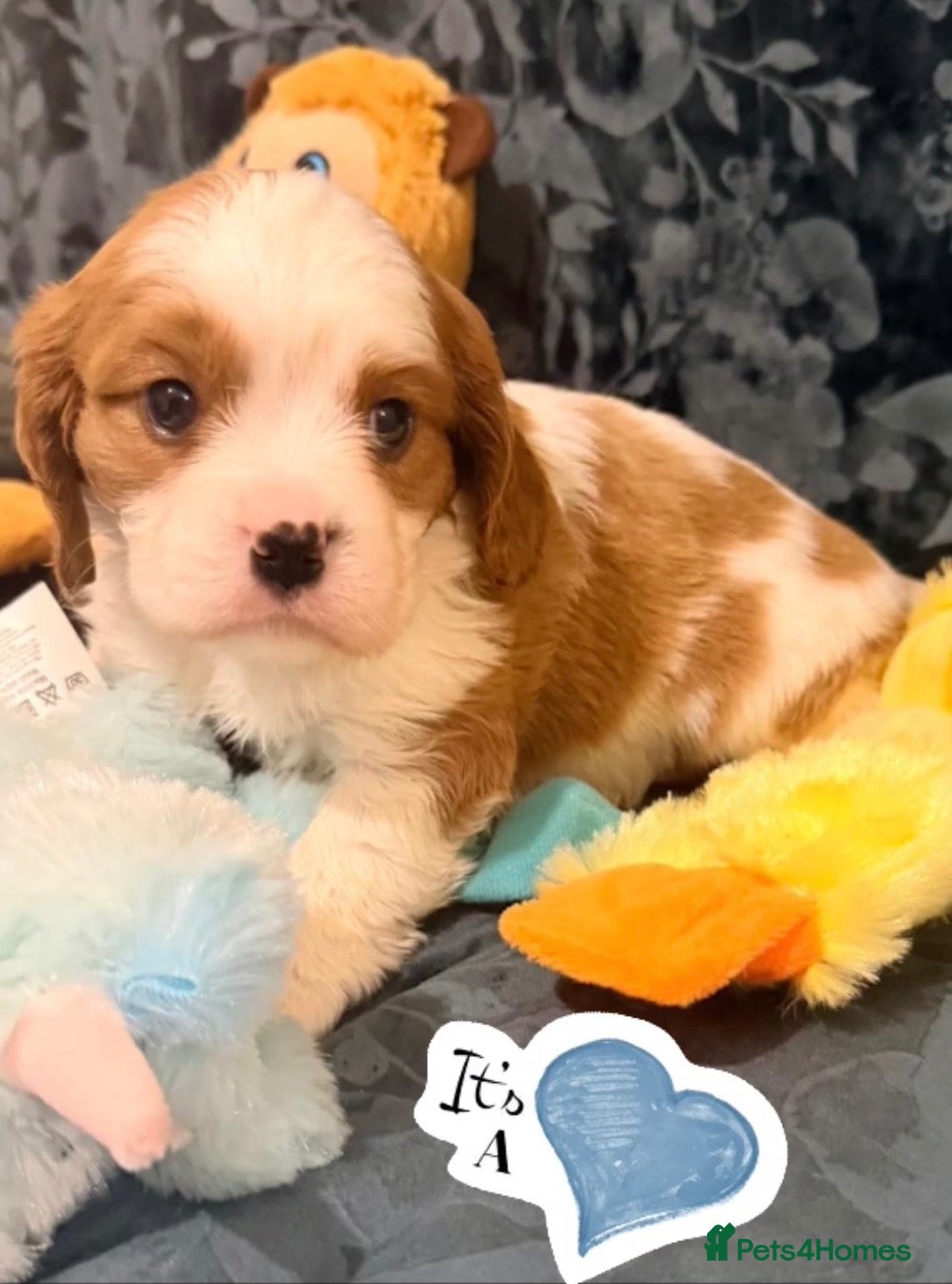 Cavalier King Charles Spaniel dogs for sale: QUALITY CHOCOLATE CARRIER CAVALIER PUPS! - Advert 6
