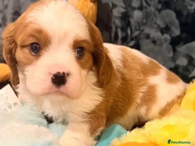Cavalier King Charles Spaniel dogs for sale: QUALITY CHOCOLATE CARRIER CAVALIER PUPS! - Advert 6