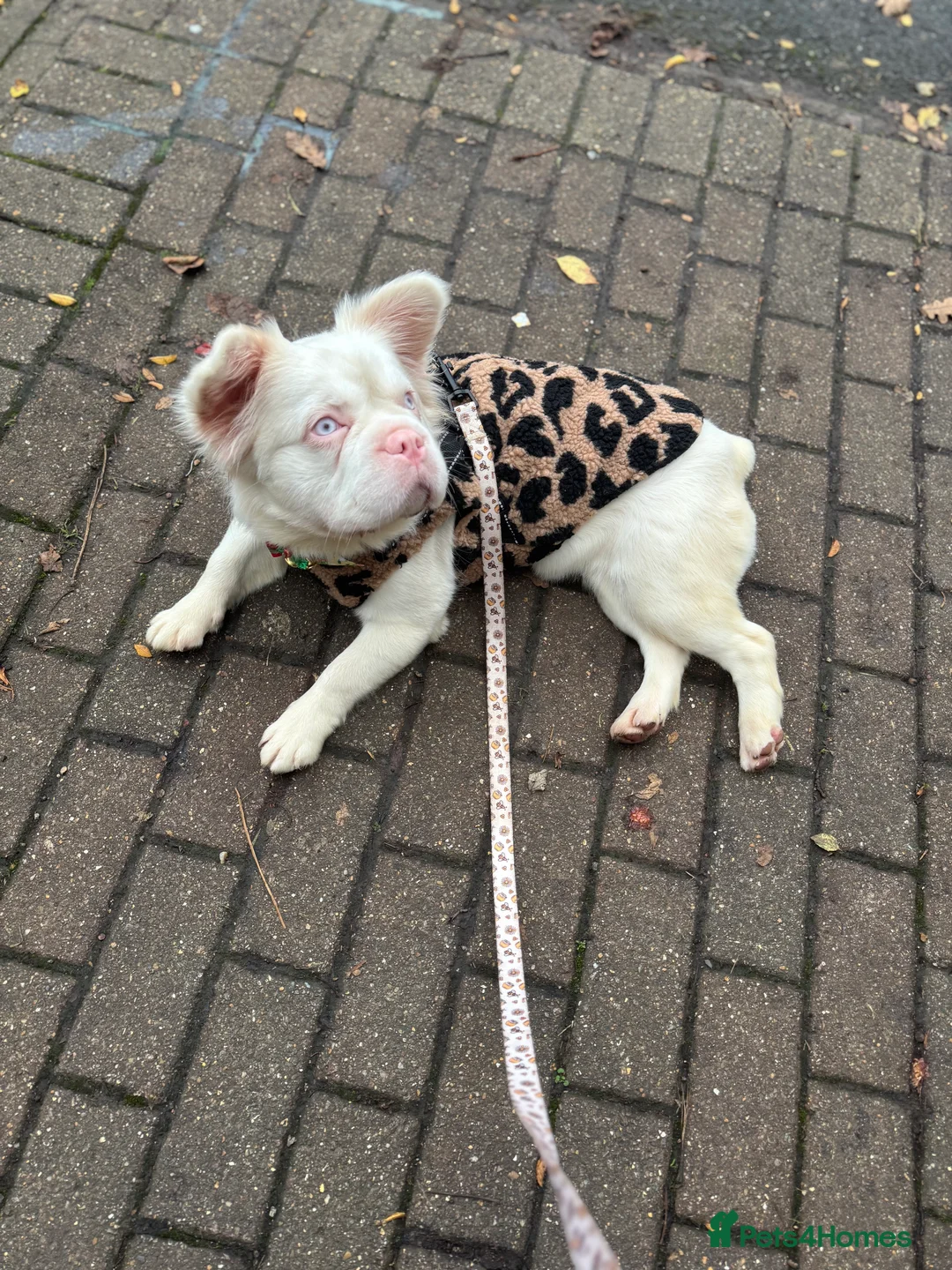 French Bulldog dogs for sale: Looking for a forever home x  - Advert 5