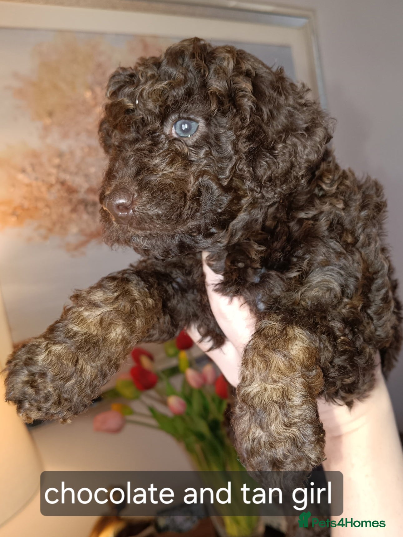 Cockapoo dogs for sale: Gorgeous merle and chocolate Cockapoos. - Advert 9