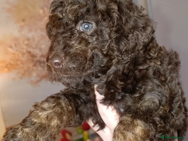 Cockapoo dogs for sale: Gorgeous merle and chocolate Cockapoos. - Advert 9