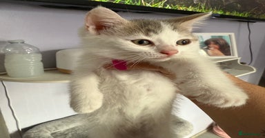 British Shorthair cats - Advert 11