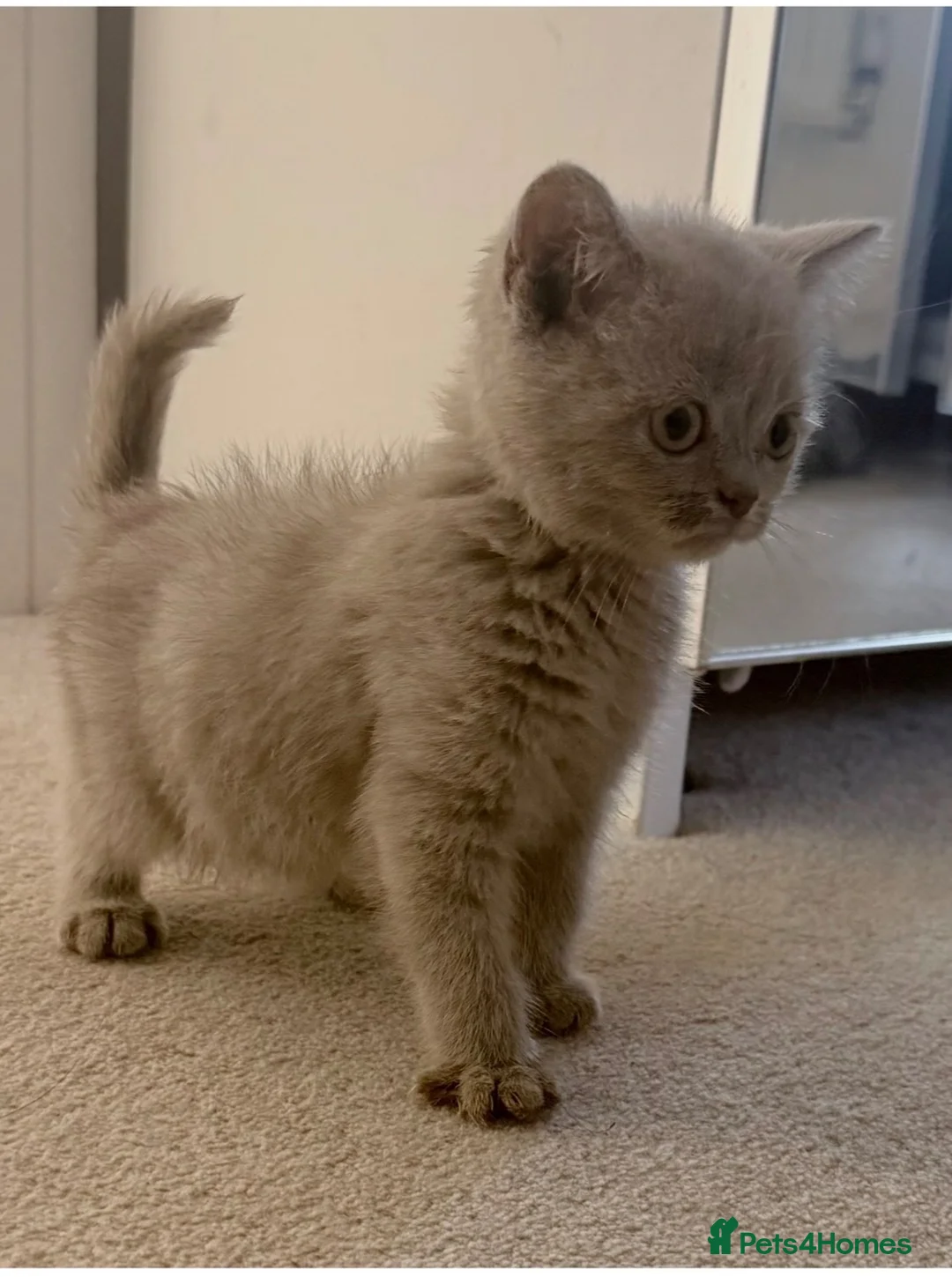 British Shorthair cats for sale: British Shorthair Kittens For Sale - Advert 3