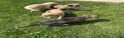 Lurcher dogs for sale: Beautiful Saluki Greyhound Puppies in Bishop Auckland - Advert 5