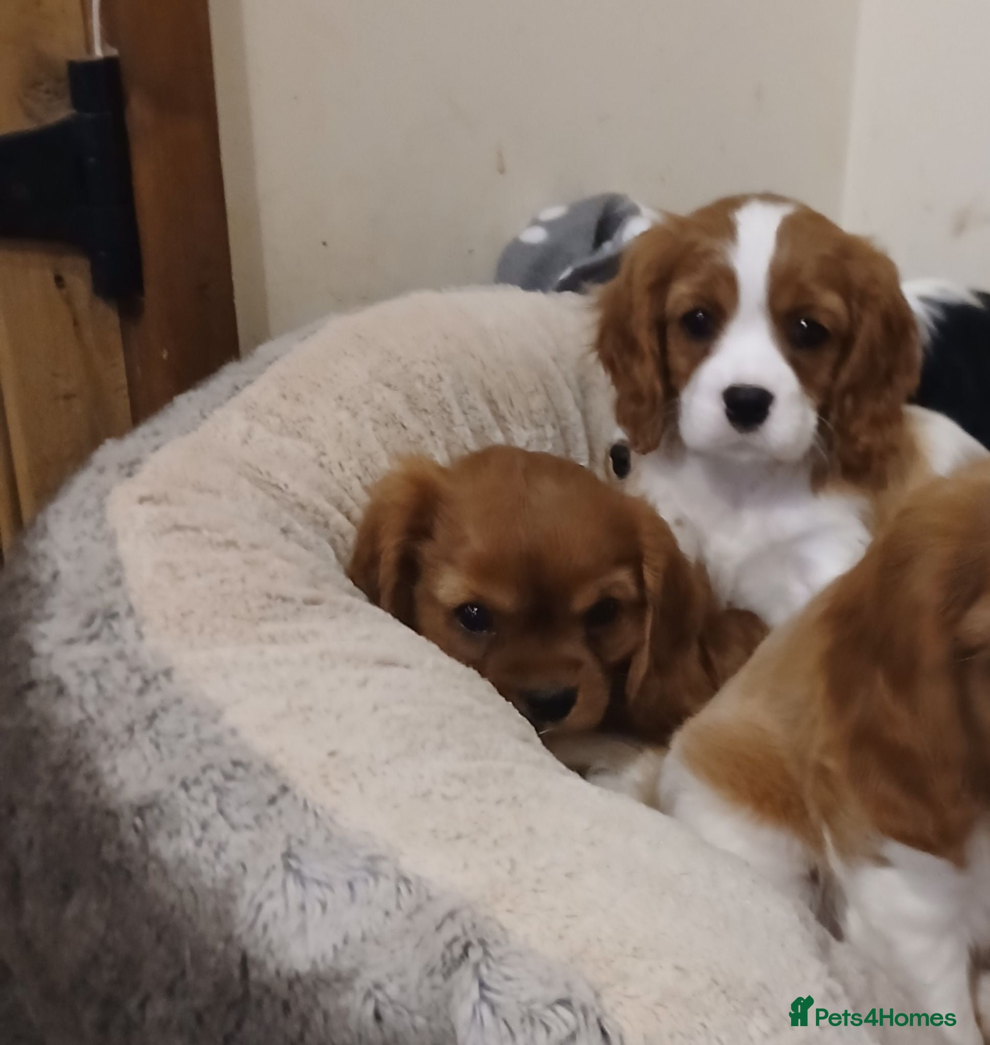 Cavalier King Charles Spaniel dogs  Health tested puppies ready now - Advert 2