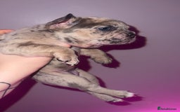 French Bulldog dogs for sale: French Bulldog Puppies  - Image 25