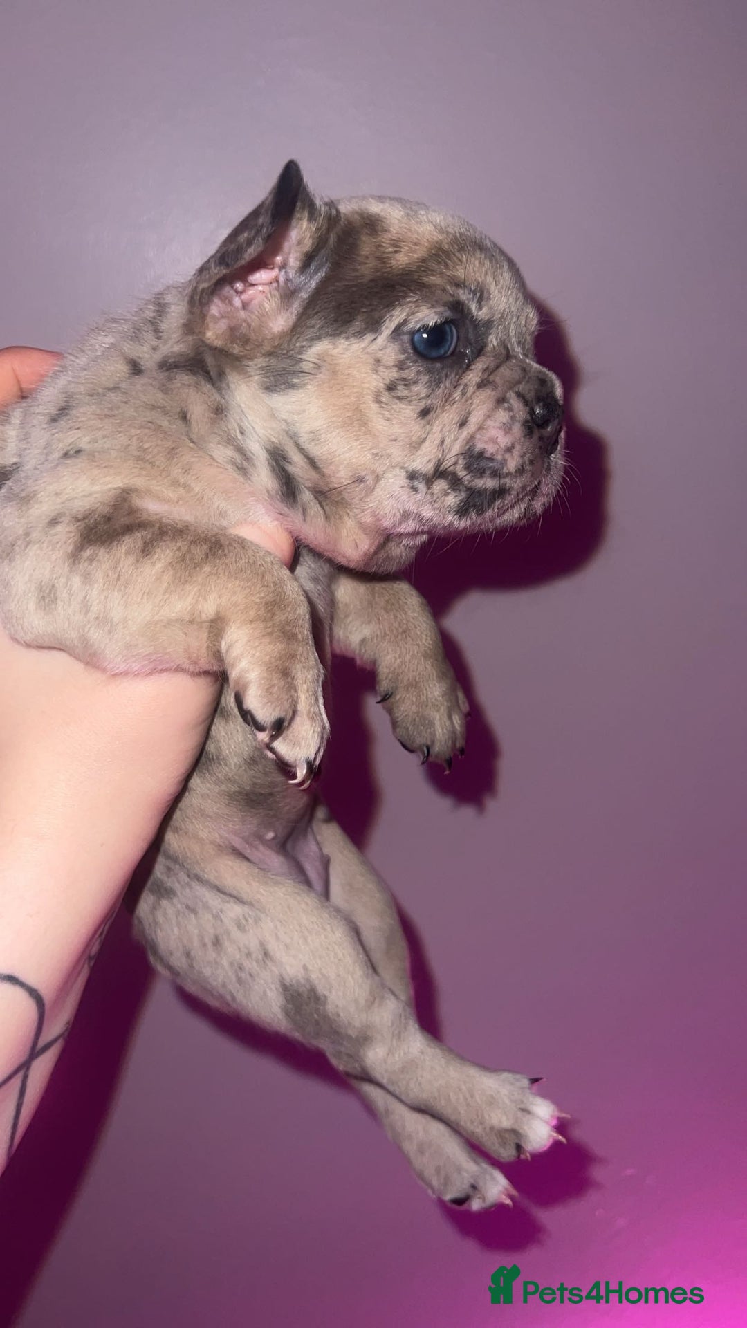 French Bulldog dogs for sale: French Bulldog Puppies  - Image 25