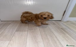 Poochon dogs for sale: Lovely poochon puppy’s for sale - Image 2