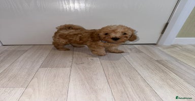 Poochon dogs - Advert 1