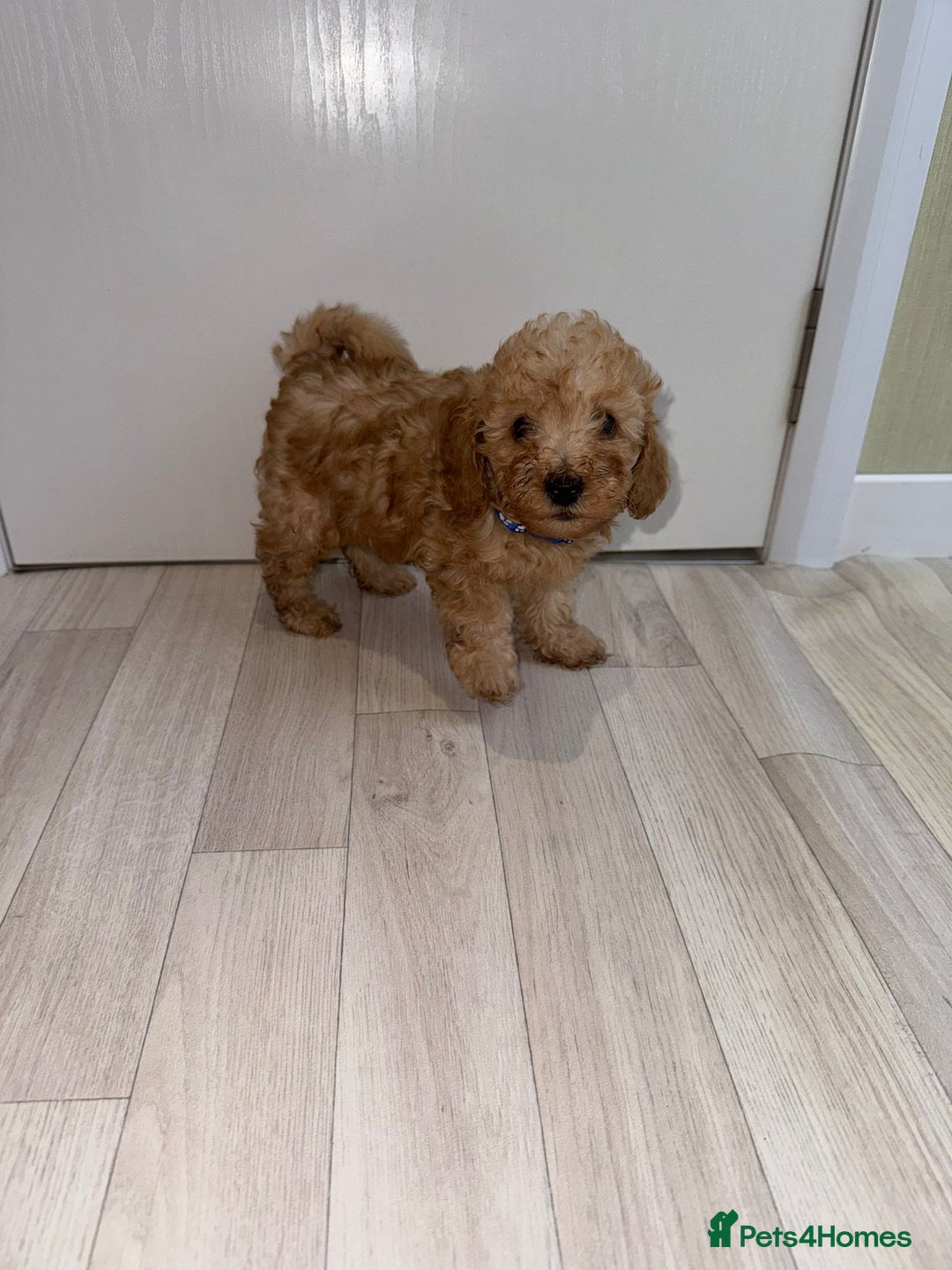 Poochon dogs for sale: Lovely poochon puppy’s for sale - Image 2