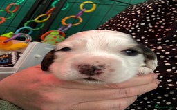 Cocker Spaniel dogs for sale: KC Reg; Home Raised; Low COI; DNA CLEAR; Show Type - Image 21