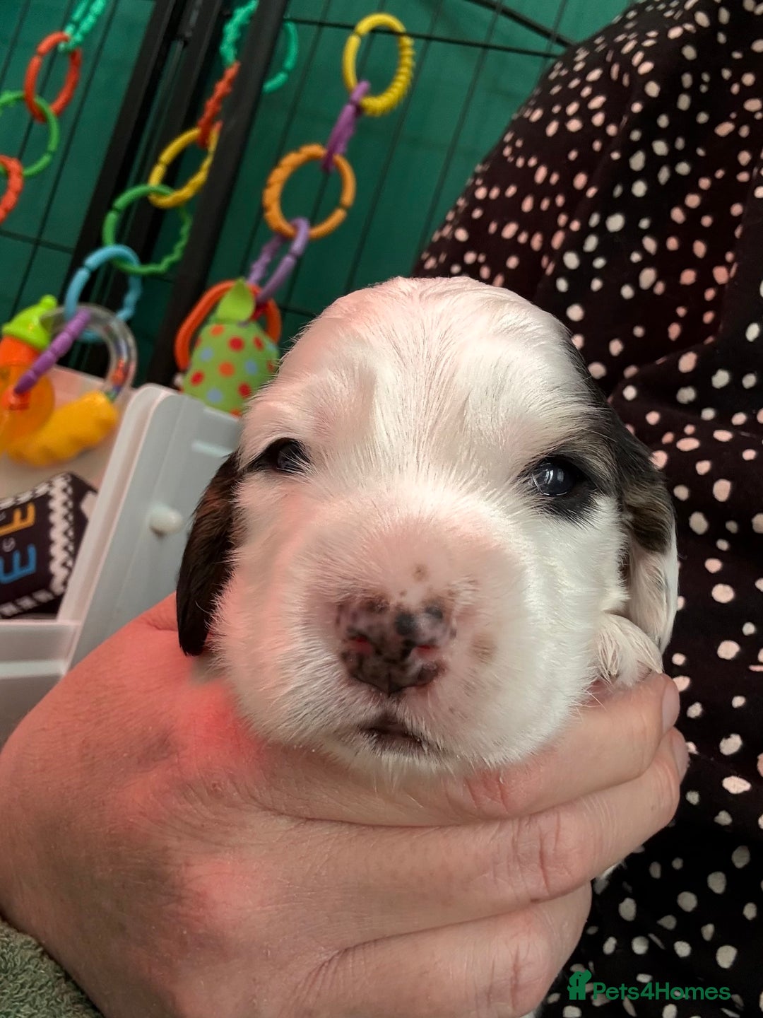 Cocker Spaniel dogs for sale: KC Reg; Home Raised; Low COI; DNA CLEAR; Show Type - Image 21