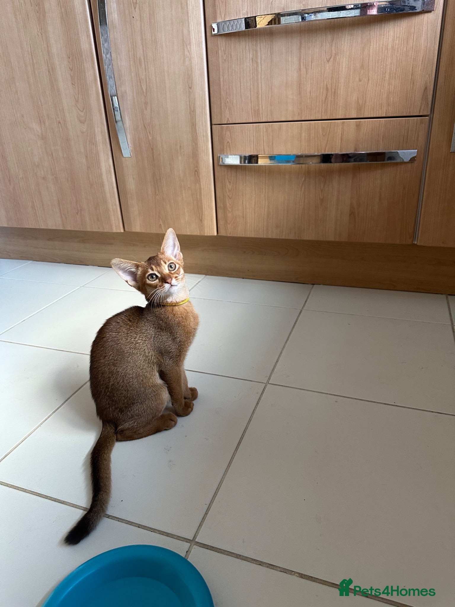 Abyssinian cats Abyssinian kittens  - Advert 2