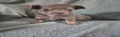 Chihuahua 2