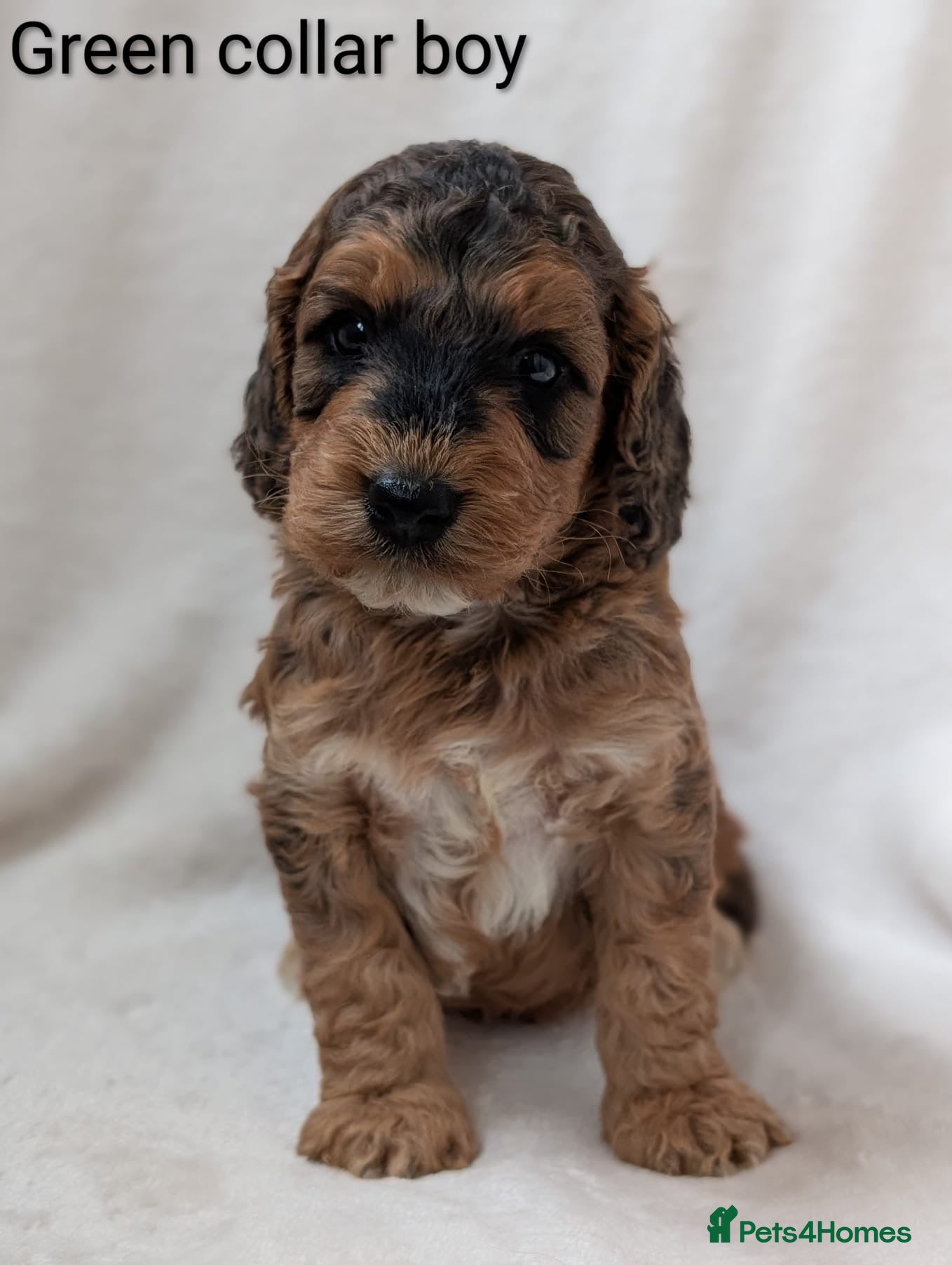 Cockapoo dogs Adorable F1 Cockapoo Puppies - Advert 4